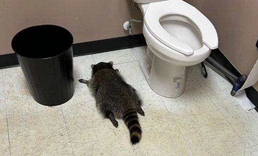 "Много пиян" енот върша из магазин за алкохол и заспа в... тоалетната 