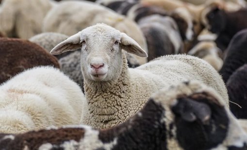 Антракс във ферма в селото на президента