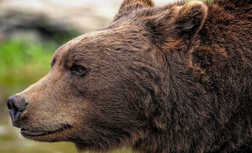 Мечка гризли нападна ученици и учители, двама са в критично състояние
