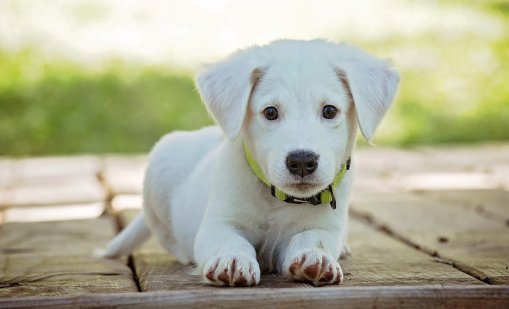 Италиански град въведе данък за кучета както за туристи, така и за местни