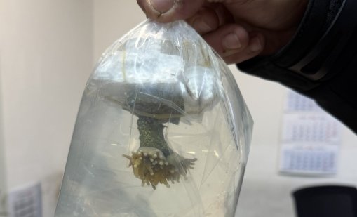 За първи път в България: Живи корали задържаха митничари на "Капитан Андреево"