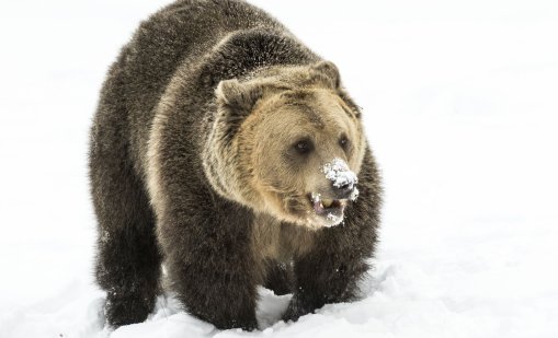 Две мечки от Аржентина пристигат в Парка за мечки край Белица