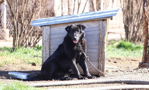 Стопанин влезе с взлом в приют, за да вземе кучето си