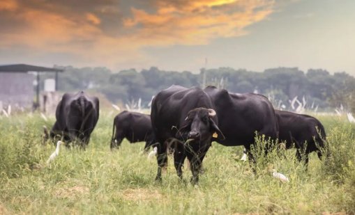 Ще убием ли сега шест невинни македонски говеда?