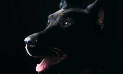 Жестокост в Гоце Делчев: Мъж влачи куче, вързано за камиона му