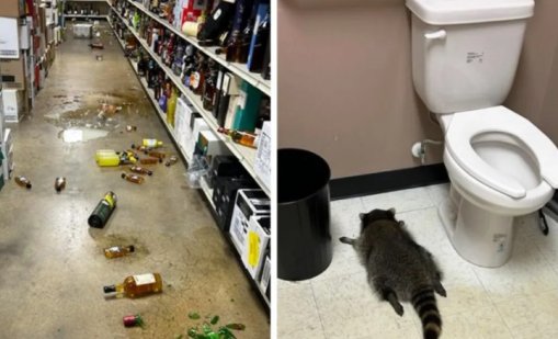 Пияният енот, който вилня в магазин за алкохол, е сериен крадец 