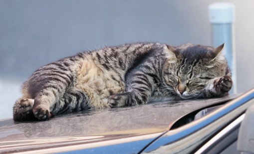 Прокуратурата в Ямбол се самосезира заради жестокост към котка