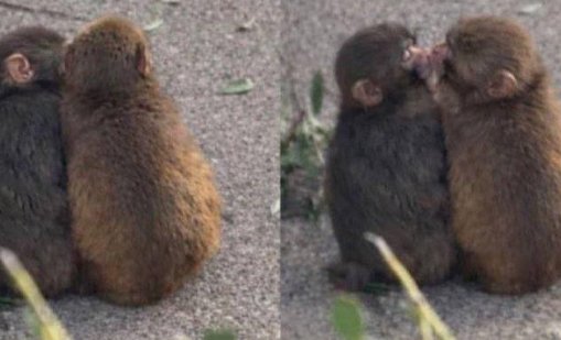 Маймунчето Пънч откри любовта ВИДЕО