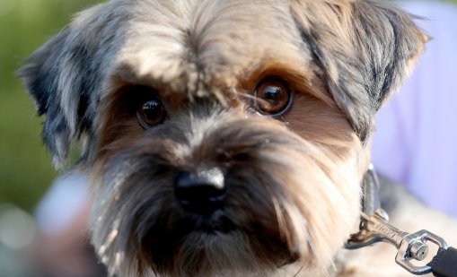 Пияна французойка изхвърли куче от шестия етаж в Несебър, било болно