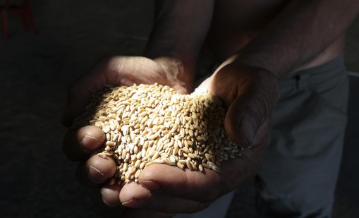 Руската блокада може да остави 20% от украинските земи незасети