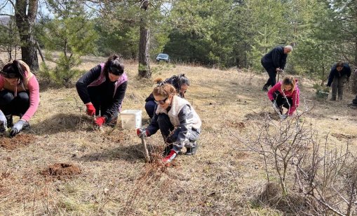 Екип на ЦКБ засади 180 фиданки от бял бор в еко инициатива до Перник