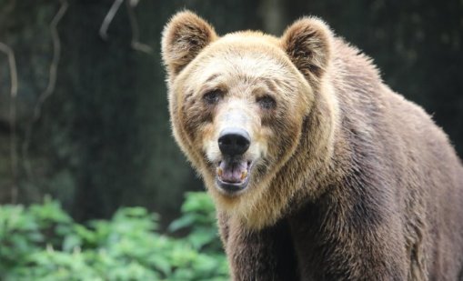 Мечка е забелязана в опасна близост до якорудските села Черна Места и Конарско