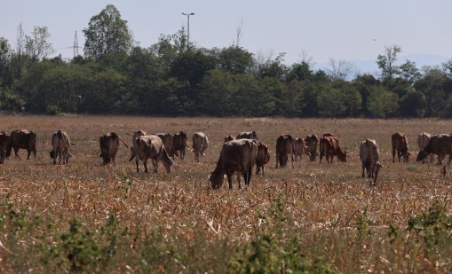 Неизвестни отмъкнали 10 крави, теле и биче в село Брестница