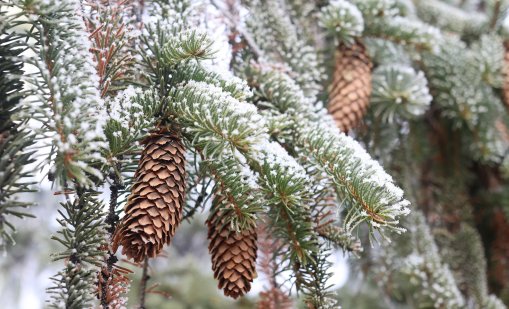 Минус 15 градуса измериха в Кнежа тази сутрин