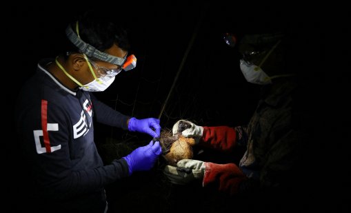 Индийска медицинска сестра, заразена с вируса Нипа, почина