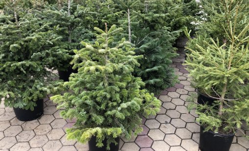 От 40 лева започва цената на елхите за празниците