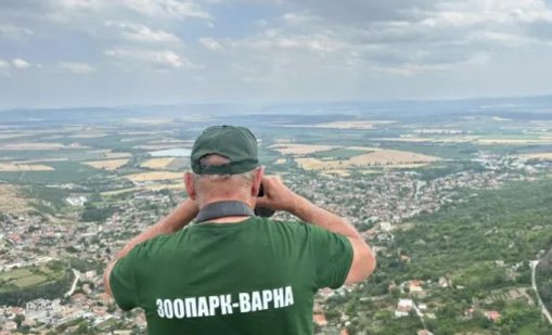 Гореща следа: Проверяват братя с прякора Лъвчетата заради избягалата пантера