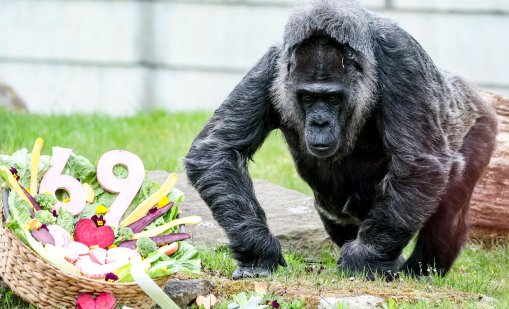 Фату - най-старата горила в света, живееща в зоопарк, стана на 69 години