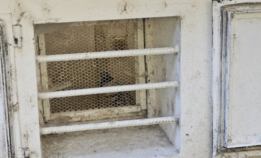 Уникално: Отглеждат гълъби в мазе в столичния кв. "Разсадника"
