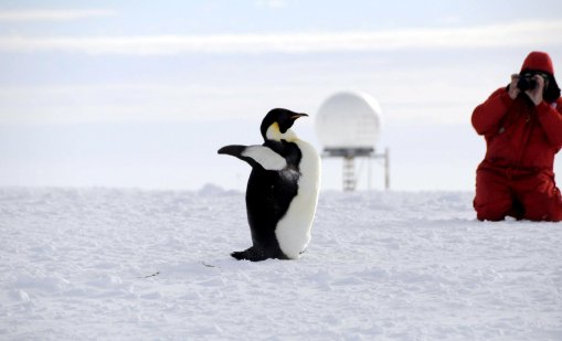 Императорските пингвини вече са застрашен вид