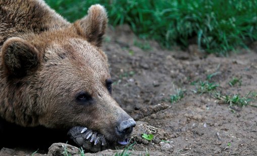 Мечка нападна овчар в Румъния