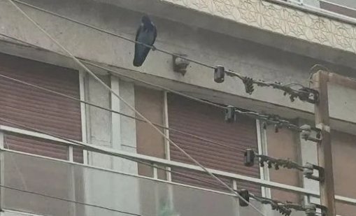 Врана нападна и рани трима в Солун ВИДЕО