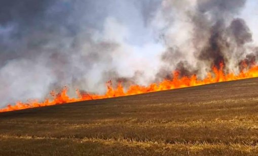 50 пожарникари се борят с пожар край Асеновград (СНИМКИ)