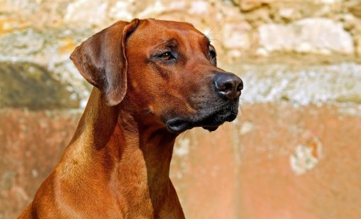 Жена е нахапана от ловни кучета, собственикът им е задържан