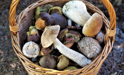 Увеличават се случаите на натровени с гъби в Шуменско