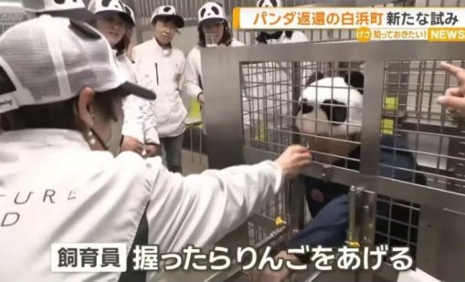 Китай конфискува пандите си от Япония, пазачите в зоопарка заеха местата им ВИДЕО