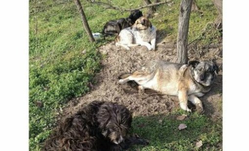 Четирима герои без име: Бездомни кучета спасиха човек от пожара във "Фанагория"