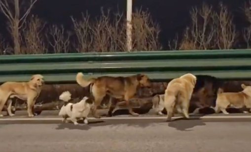 Седем откраднати кучета завладяха сърцата на милиони, избягаха от месофабрика и се прибраха у дома ВИДЕО