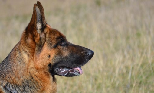 Куче с мисия: Панчо показа как се прави сърдечен масаж ВИДЕО