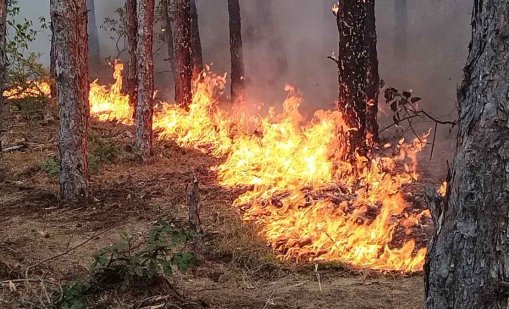 Гасят пожар край Чипровци, има засегнати изоставени вили