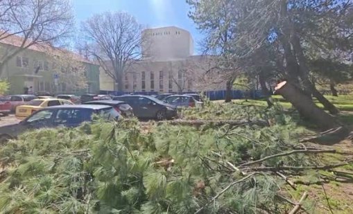 Дървета се срутиха върху коли в София ВИДЕО