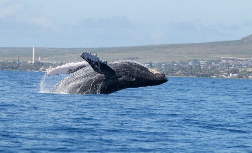 Експерти загрижени за гърбатия кит в Балтийско море
