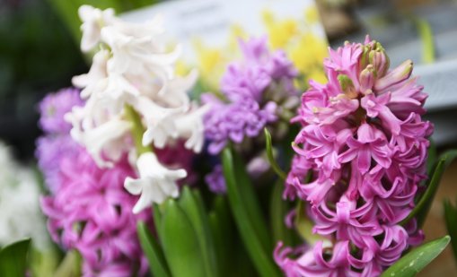 Идната седмица: Зимата отстъпва, пролетта чука на вратата