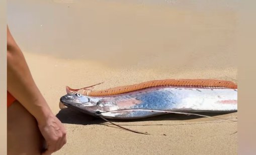 "Рибата на Страшния съд" изплува в Мексико: Защо я смятат за лоша поличба? ВИДЕО