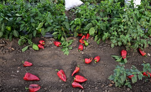 Изтеглиха македонски чушки от пазара в Хърватия заради опасен пестицид