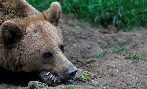 Словенец прогони връхлитаща го мечка, имитирайки мечешки рев