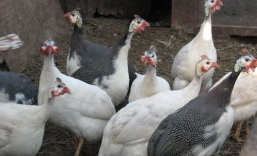 Огнище на птичи грип е установено във ферма за патици в димитровградско село 