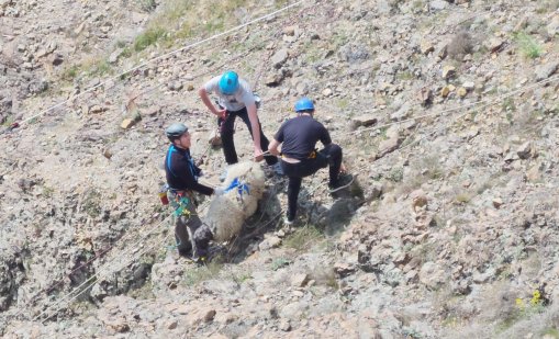 Доброволци спасиха две от трите овце, пропаднали в 300-метровата пропаст