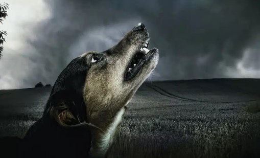 Община Бобошево е осъдена на 5000 лв. обезщетение за ухапване от куче