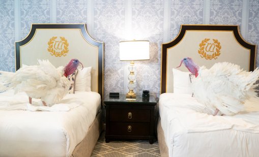 Пуйките, които ще бъдат помилвани в САЩ, са настанени в луксозен хотел ВИДЕО