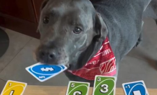 Жена научи кучетата си... да играят UNO