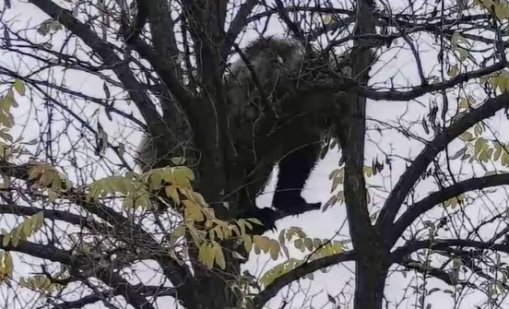 Кафява мечка е забелязана край язовир "Кричим"