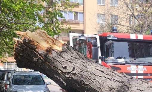 Дърво падна върху автомобил в "Красна поляна"