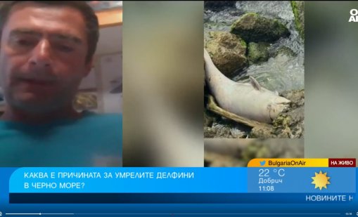 Рибарски мрежи ли са причина за мъртвите делфини край Балчик?