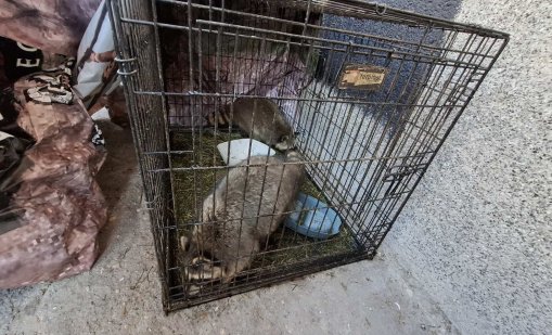 Шокираща находка в ресторант в София: Крокодили, еноти и игуана се отглеждат незаконно