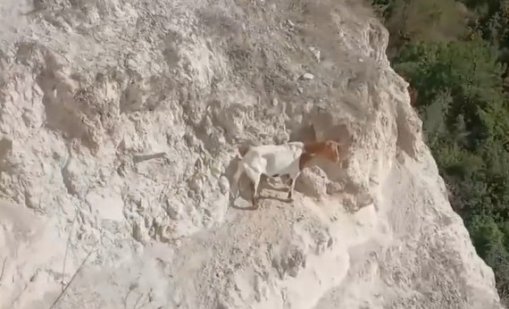 Спасиха полудива коза след 25 дни без вода в скалите край Балчик